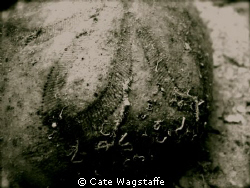 sand dollar by Cate Wagstaffe 